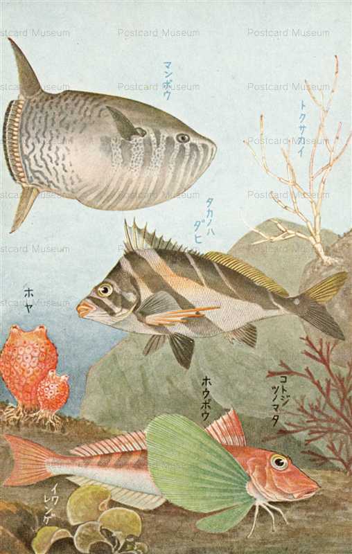 cgs204-日本重要水産動物 ﾏﾝﾎﾞｳ　ﾀｶﾉﾊﾀﾞｲ　ﾎｳﾎﾞｳ　ﾄｸｻｶｲ　ｺﾄｼﾞﾂﾉﾏﾀ　ﾎﾔ　ｲﾜﾚﾝｹﾞ