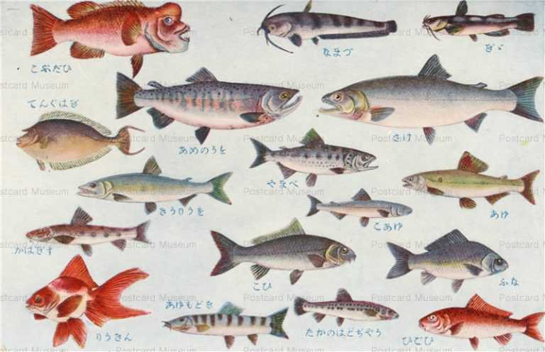 cgs233-日本重要水産動物 魚類第二集 やまべ あゆもどき