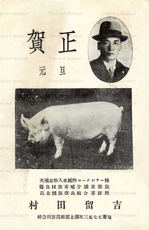 cg455-賀正 豚 ヨークシャー種