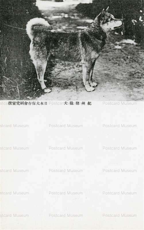 cga110-紀州猪猟犬