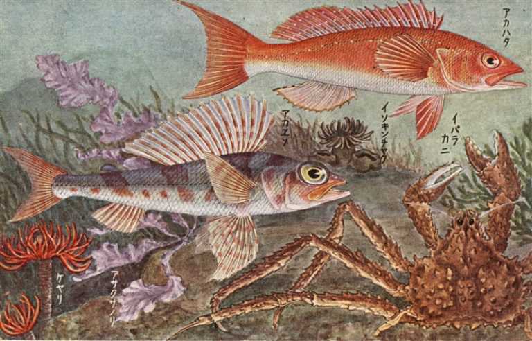cgs210-魚類 海底総観 アカハタ イバラカニ ケヤリ アサクサノリ