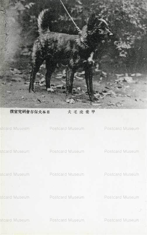 cga120-甲斐虎毛犬