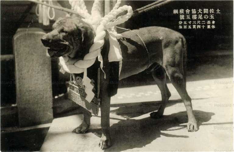 cga002-土佐闘犬協会横綱 玉の尾樓玉號