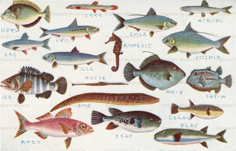 cgs234-日本重要水産動物 魚類第二集 とびこのしろ はた