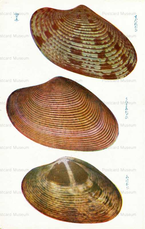 cgs345-さつまあかがひ　四十五