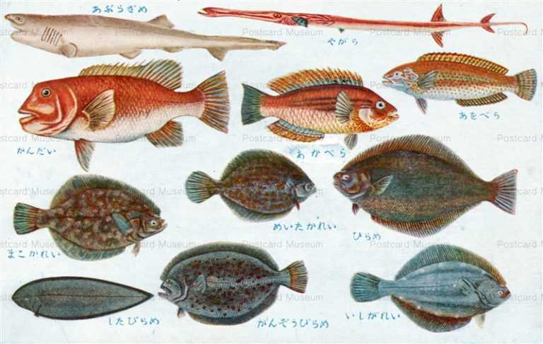 cgs254-日本重要水産動物 魚類第一集 やがら かんだい あかべら