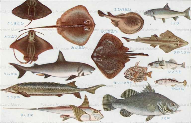 cgs236-日本重要水産動物 魚類第二集 いとうを ぎんざめ