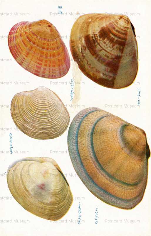 cgs344-はまぐり　うちむらさき　四十四