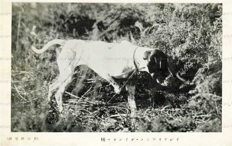 cga210-イングリッシュ・ポインター種 犬の研究社