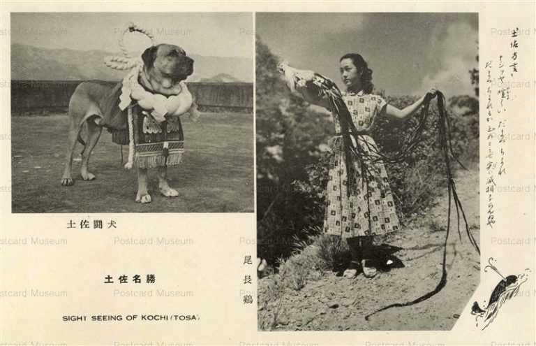 cga200-Kochi Tosa 土佐闘犬 尾長鶏