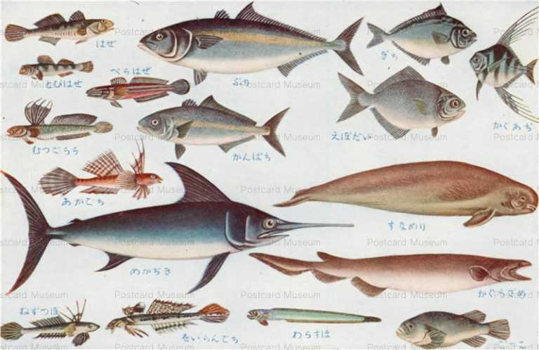 cgs235-日本重要水産動物 魚類第二集 ぎち かぐらざめ