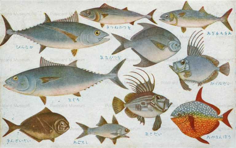 cgs232-日本重要水産動物 魚類第二集 まとだい びんなが