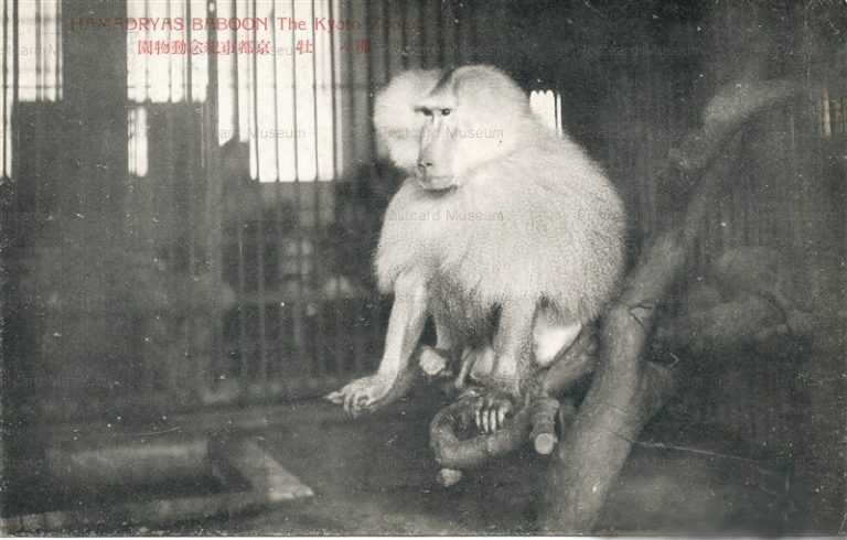 cg420-京都市紀念動物園　マントヒヒ牡