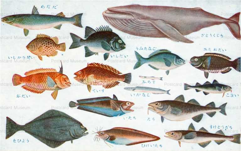 cgs250-日本重要水産動物 魚類第一集　ざとうくじら めなだ いしだい