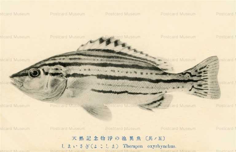cgs415-Therapon Oxyrhynchus しまいさぎ よこしま 天然記念物淨の池異魚其ノ五