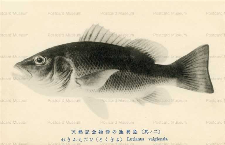 cgs412-lutianus Vaigiensis おきふえだひ どくぎょ 天然記念物淨の池異魚其ノ二