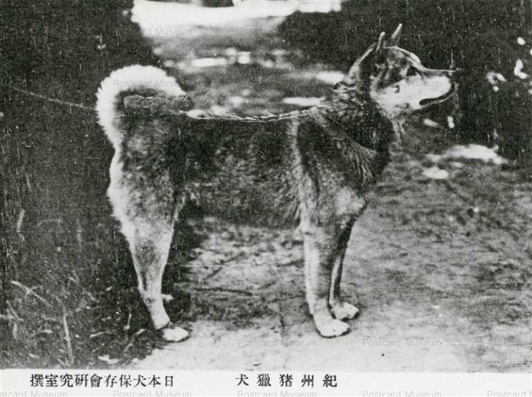 cga090-紀州猪獵犬