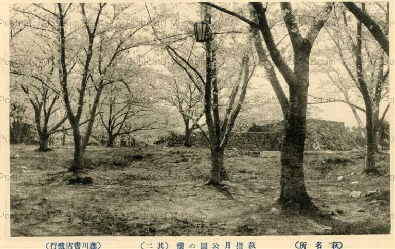 cm1552-Hagi Shiduki Park 萩指月公園の櫻 其二 萩名所