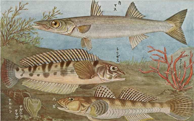 cgs202-日本重要水産動物 ｶﾏｽ　ﾄﾗｷﾞｽ　ﾊｾﾞ　ﾅｶﾞﾆｼ　ﾅｶﾞﾆｼﾉﾀﾏｺﾞ　ﾌﾉﾘ