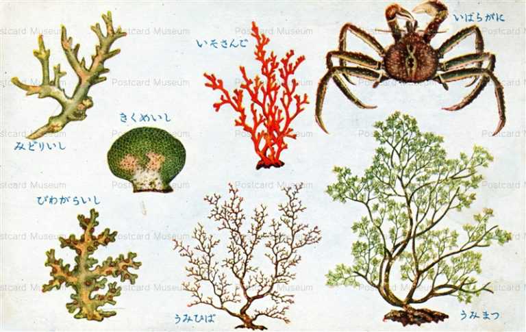 cgs370-みどりいし いばらがに うみまつ きくめいし