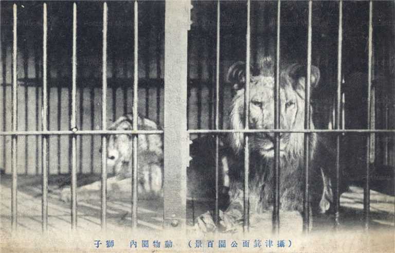 cg440-箕面公園 動物園 獅子