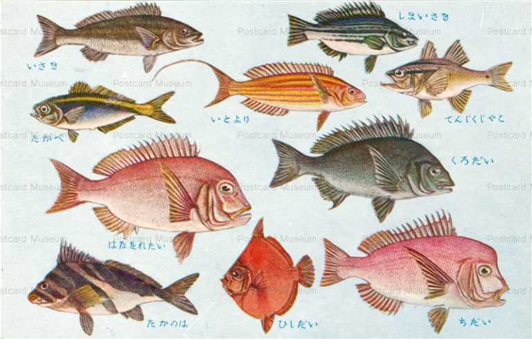 cgs255-日本重要水産動物 魚類第一集 はなおれだい たかべ ひしだい