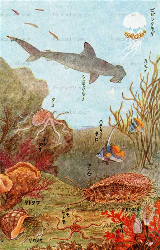 cgs207-シュモクザメ タコ