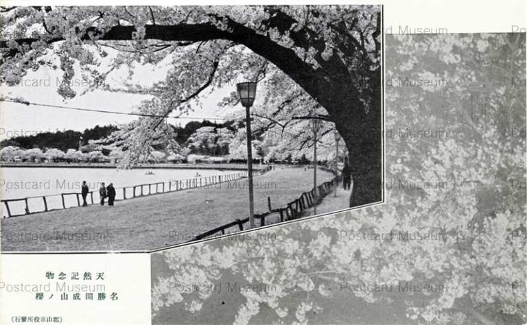 ef480-Kaiseizan Cherry Koriyama 開成山の桜 郡山