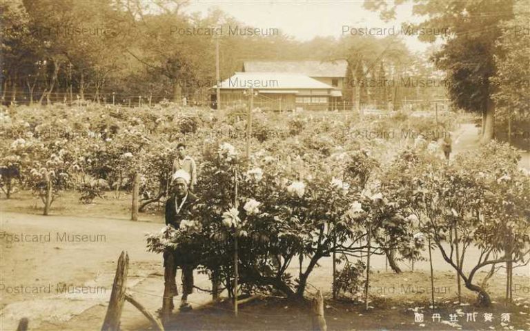 ef521-Peony Garden Sukagawa 須賀川 牡丹園