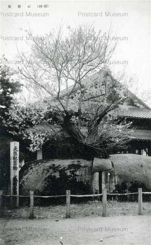 ei115-Ishiwarizakura Morioka 石割桜 盛岡