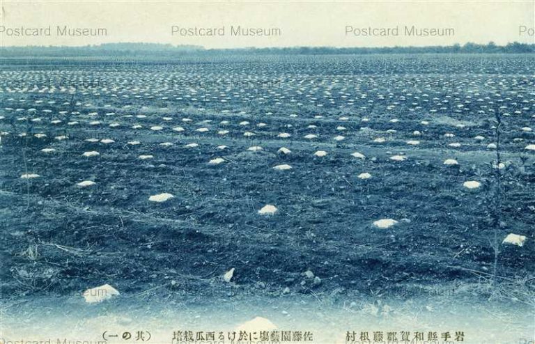 ei680-Waga Kitakami 和賀郡藤根村 佐藤園藝場に於ける西瓜栽培 北上市