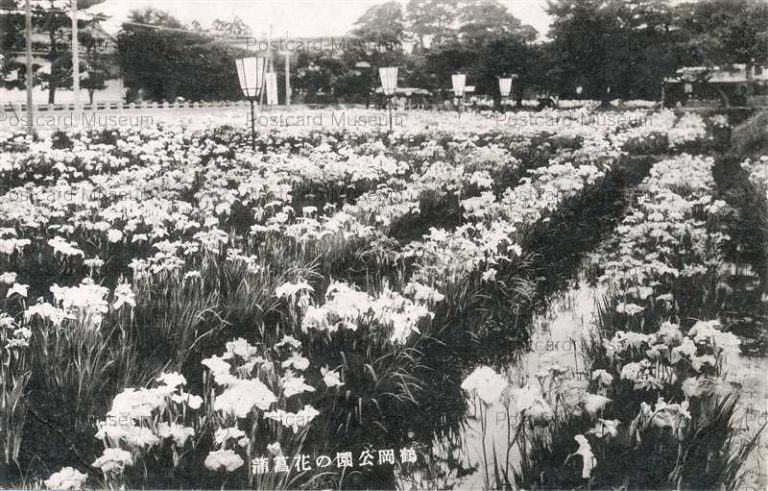 ey747- Iris Of Tsuruoka park Yamagata 鶴岡公園の花菖蒲