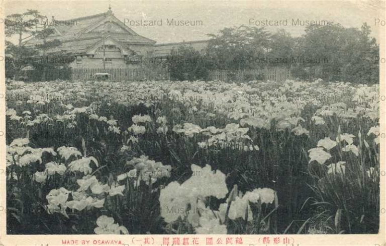 ey748-Iris Of Tsuruoka Park Yamagata 鶴岡公園の花菖蒲園 其一