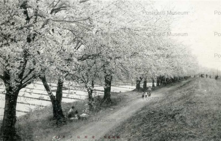 ey757-Sugawaratsutsumi Cherry Blossoms Tsuruoka 菅原堤ノ桜花 鶴岡名所