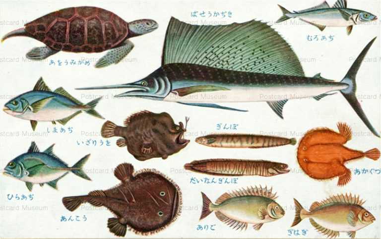 cgs252-日本重要水産動物 魚類第一集 ぎんぼ あんこう ありご