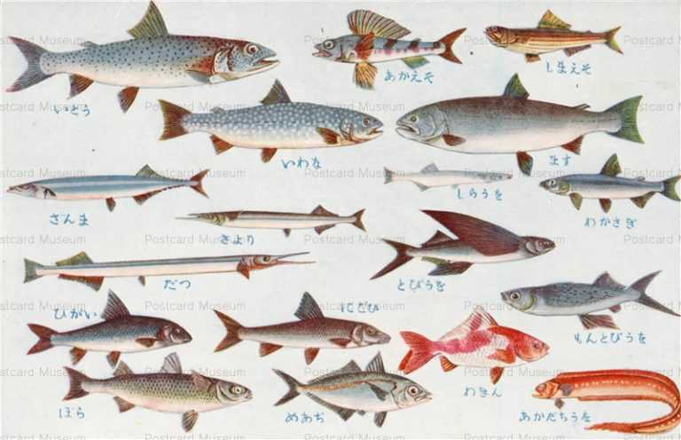 cgs237-日本重要水産動物 魚類第二集 あかえそ ひがい