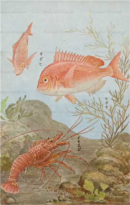 cgs203-日本重要水産動物 ﾁﾀﾞｲ　ﾋｼﾞｷ　ｲｾｴﾋﾞ　