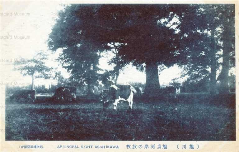 ha840-Asahikawa 旭橋河岸の放牧 旭川