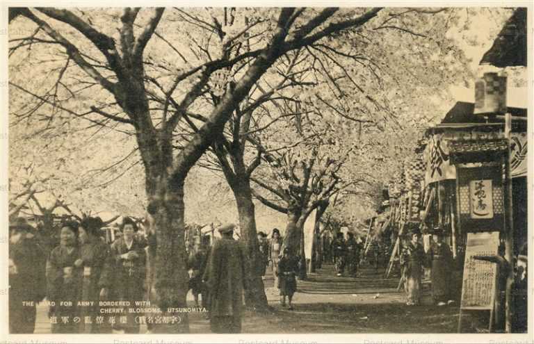 lt190-Army Bordered Cherry Blossoms Utsunomiya 櫻花繚乱の軍道 宇都宮名勝