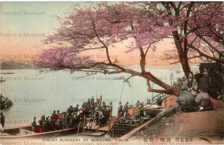 tf001-Cherry Blossoms at Mukojima Tokyo 向嶋ノ桜花 東京名所