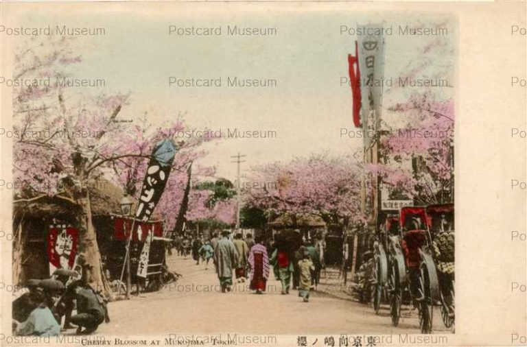 tf007-Cherry Blossom at Mukojima Tokyo 東京向島ノ桜