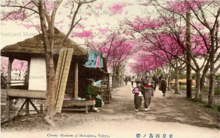 tf008-Cherry Blossom at Mukojima Tokyo 東京向島ノ桜