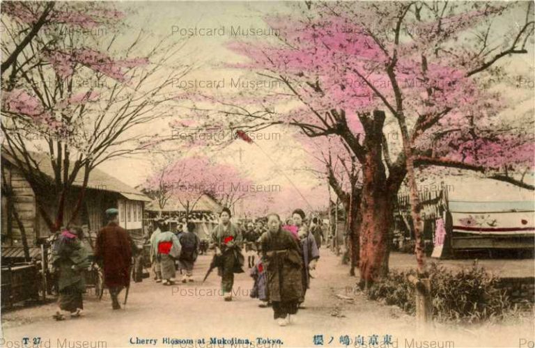 tf011-Cherry Blossom Mukojima Tokyo T27 東京向島ノ桜