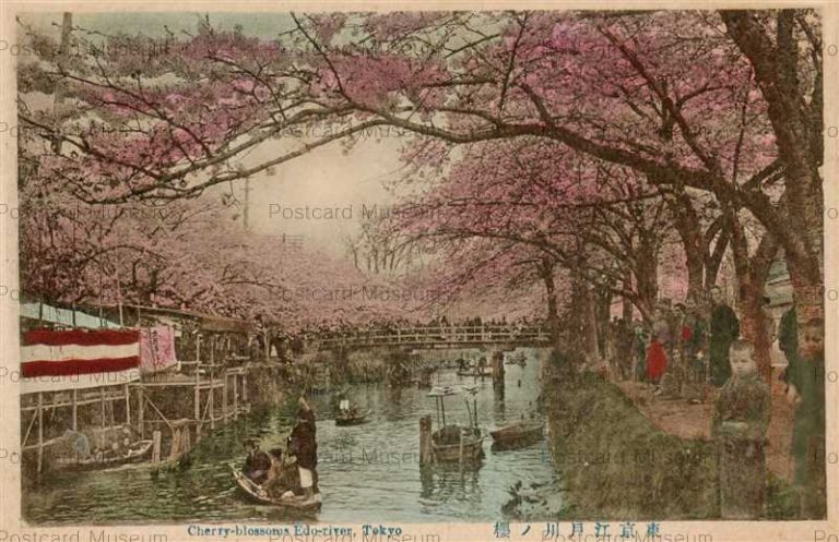 tf115-Cherry Blossoms Edo-river Tokyo 東京江戸川ノ桜