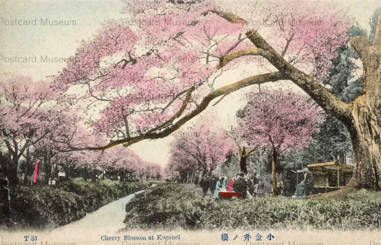 tf183-Cherry Blossom at Koganei 小金井ノ櫻