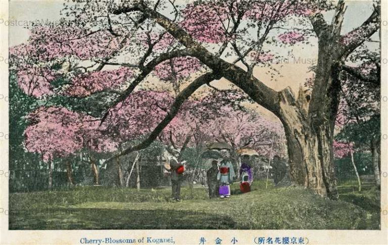 tf187-Cherry Blossoms of Koganei 小金井 東京櫻花名所