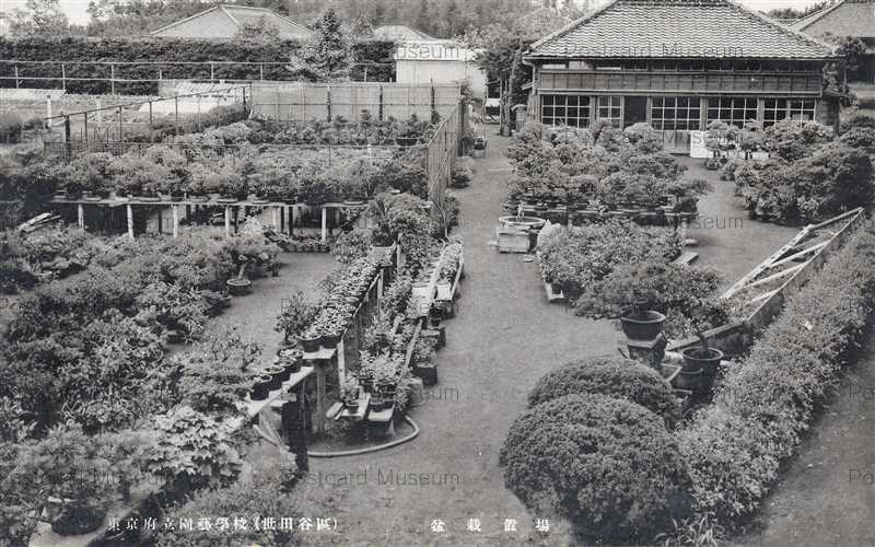 tfb450-Tokyo Horticultural School 東京府立園芸学校 世田谷 盆栽置場