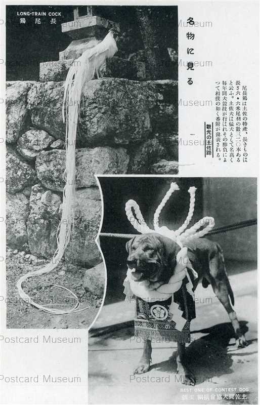 xc920-Nagaodori Tosatouken Long-Train Cock Contest Dog 観光の土佐路 長尾鶏 土佐闘犬