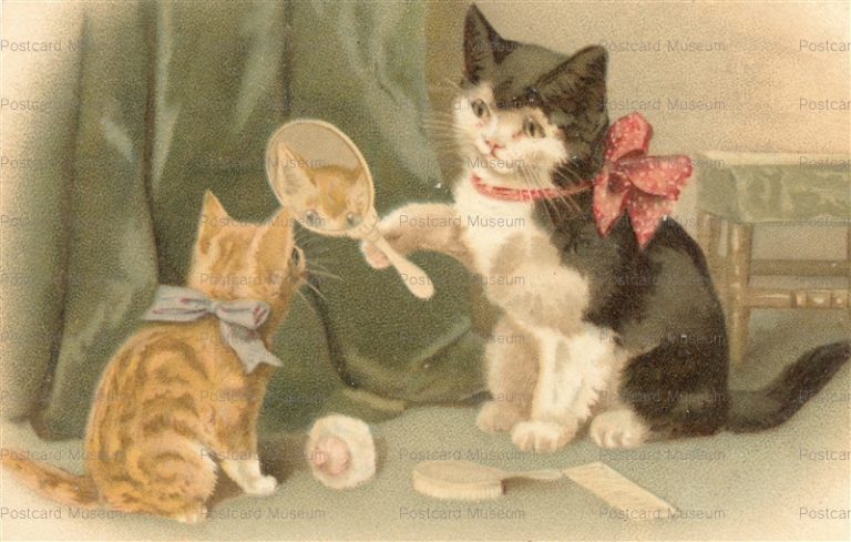 acc044-Helena Maguire Kitten Checking Its Apparence in Mirror