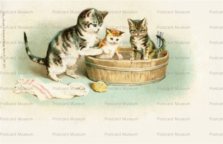 acc061-Helena Maguire Cats Bath Time